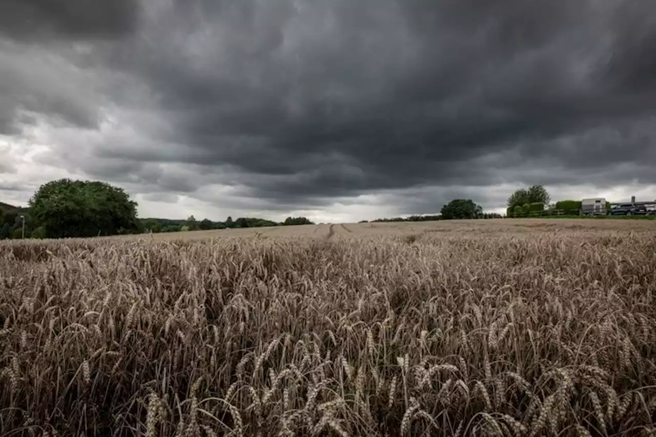 'C'est la double peine' : les agriculteurs s'inquiètent du retard pris par les moissons de blé à cause de la pluie