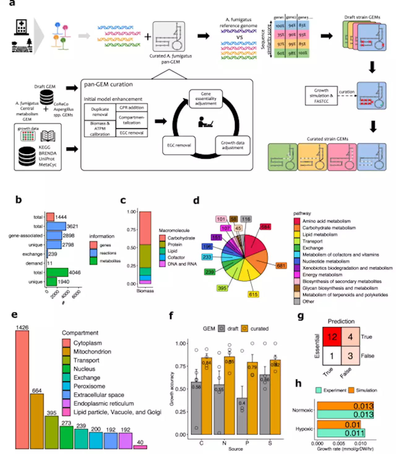 Genome-scale metabolic modeling of Aspergillus fumigatus strains reveals growth dependencies on the lung microbiome - Nature Communications