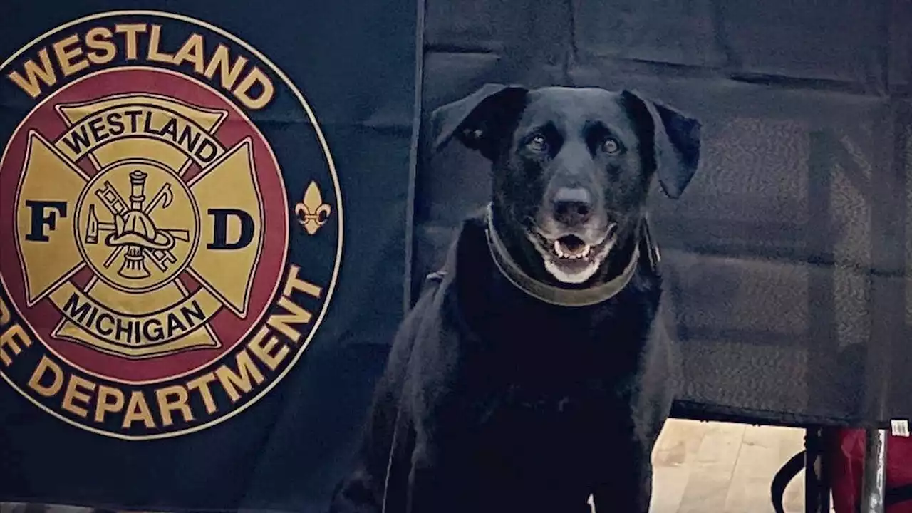 Michigan fire department dog accidentally runs over girl, 4, with golf cart