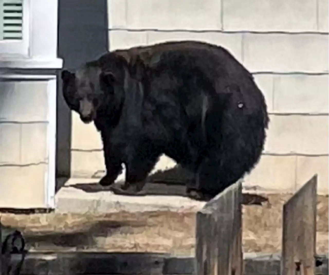 Lake Tahoe officials identify mama bear and 3 cubs as culprits behind string of break-ins