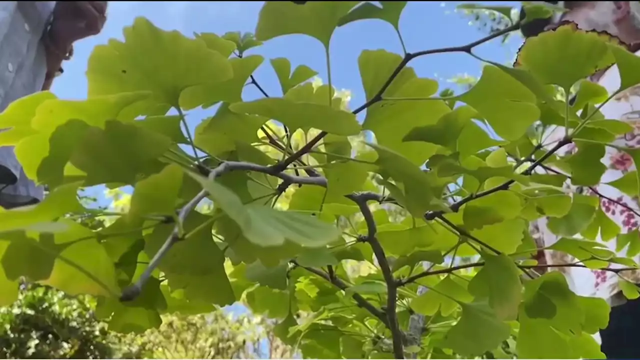 San Diego Botanic Garden plants tree descended from ginkgo that survived Hiroshima atomic bomb