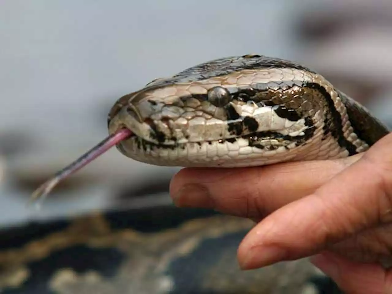 Pet boa constrictor found outside of hotel in Tewksbury