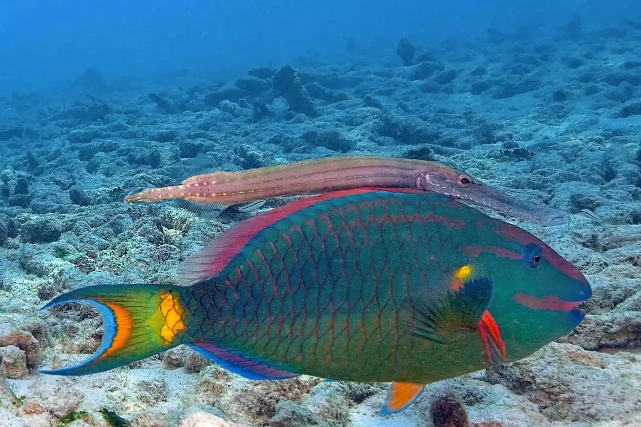 Small fish uses bigger fish as camouflage to catch prey