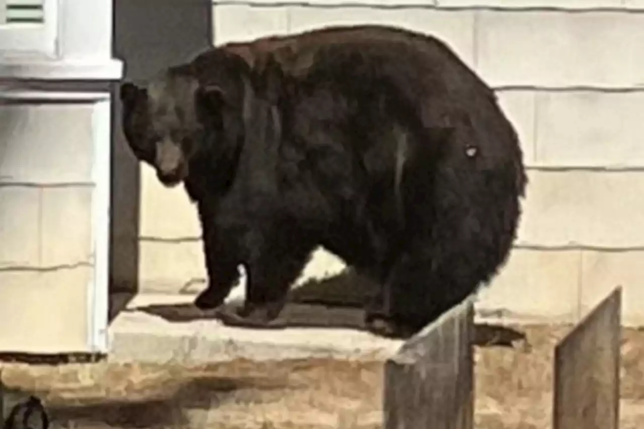 Serial house invader bear thought to be infamous 'Hank the Tank' captured