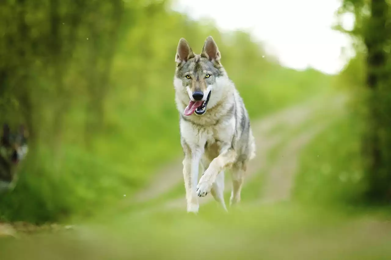 Shock as women realize 'lost dog' they've found is actually a wolf