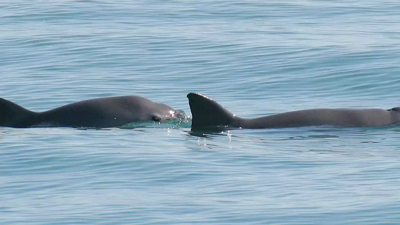 IWC: Vaquitas stehen am Rande der Ausrottung