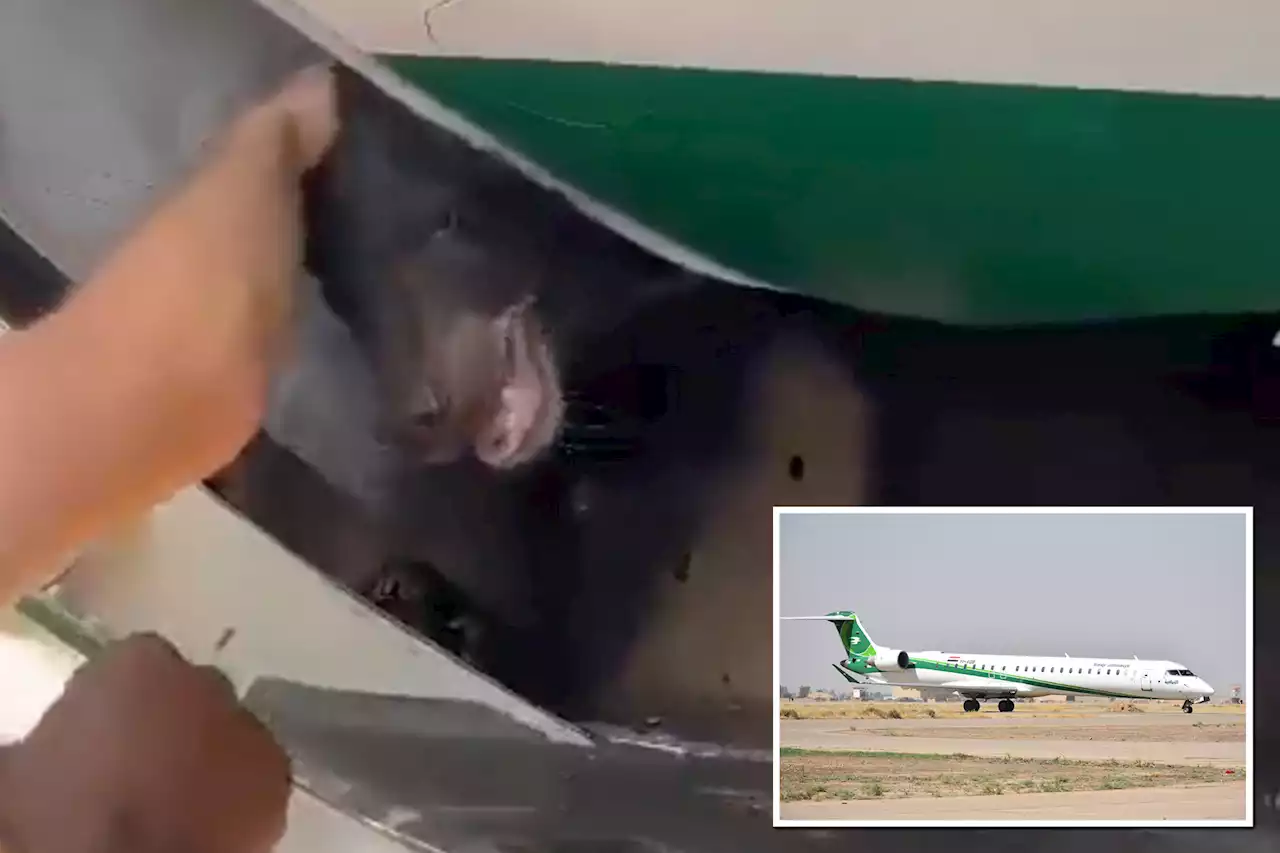 Bear being transported on Iraqi Airways flight escapes crate before takeoff