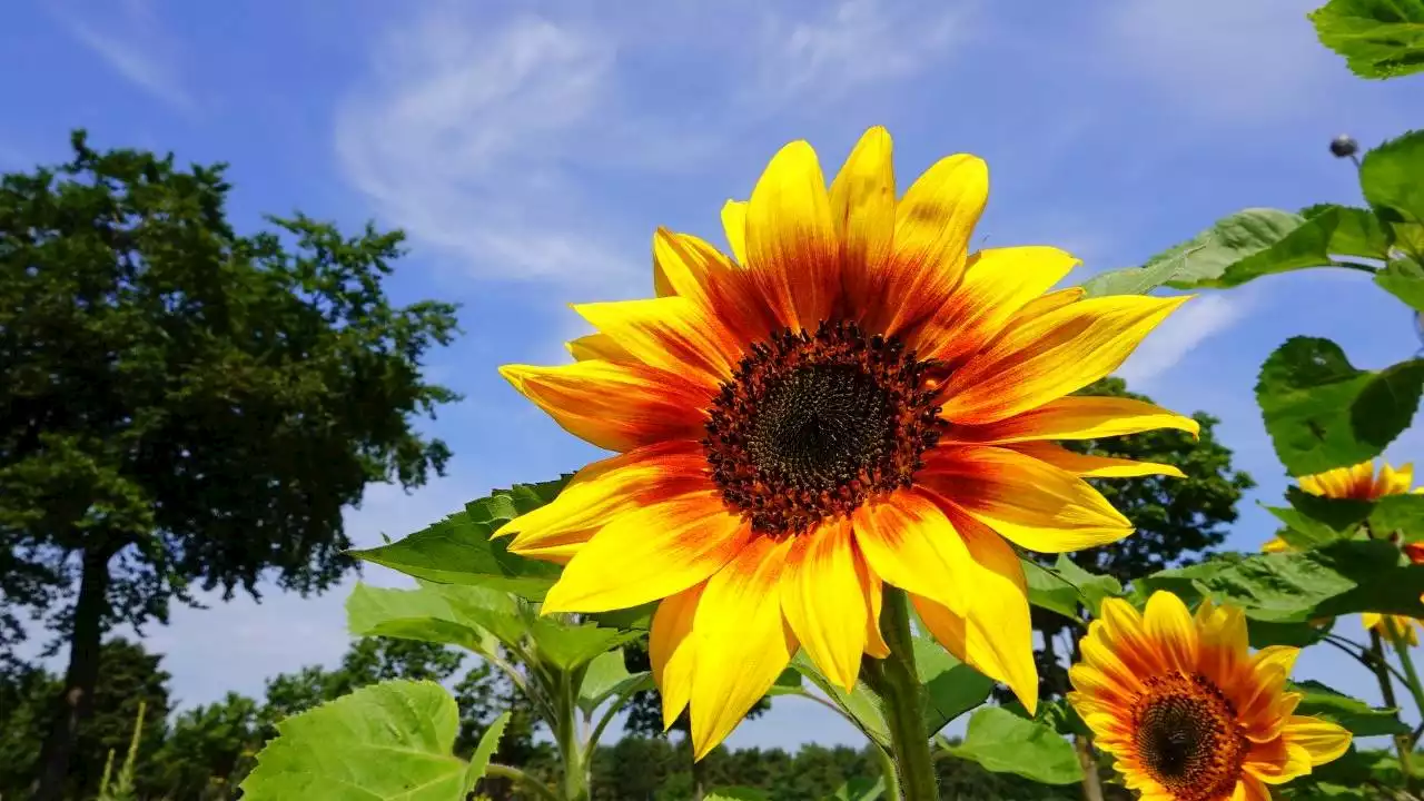 'Het zomerweer is eind deze week weer helemaal terug'