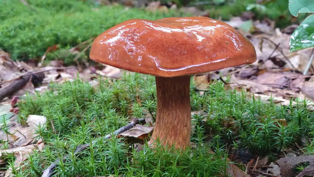 Paddenstoelen schieten uit de grond maar is dat niet veel te vroeg?