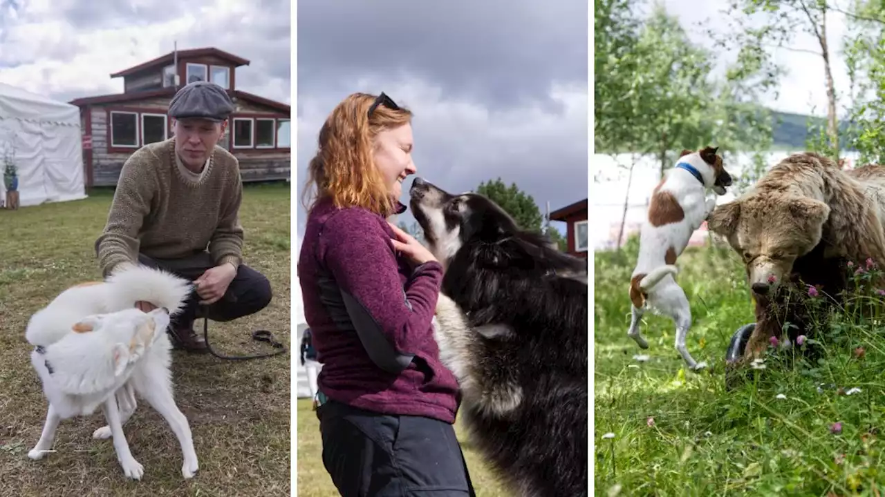 Jaktmässans återkomst: ”Jag ska testa att kleta mjukost på träden”