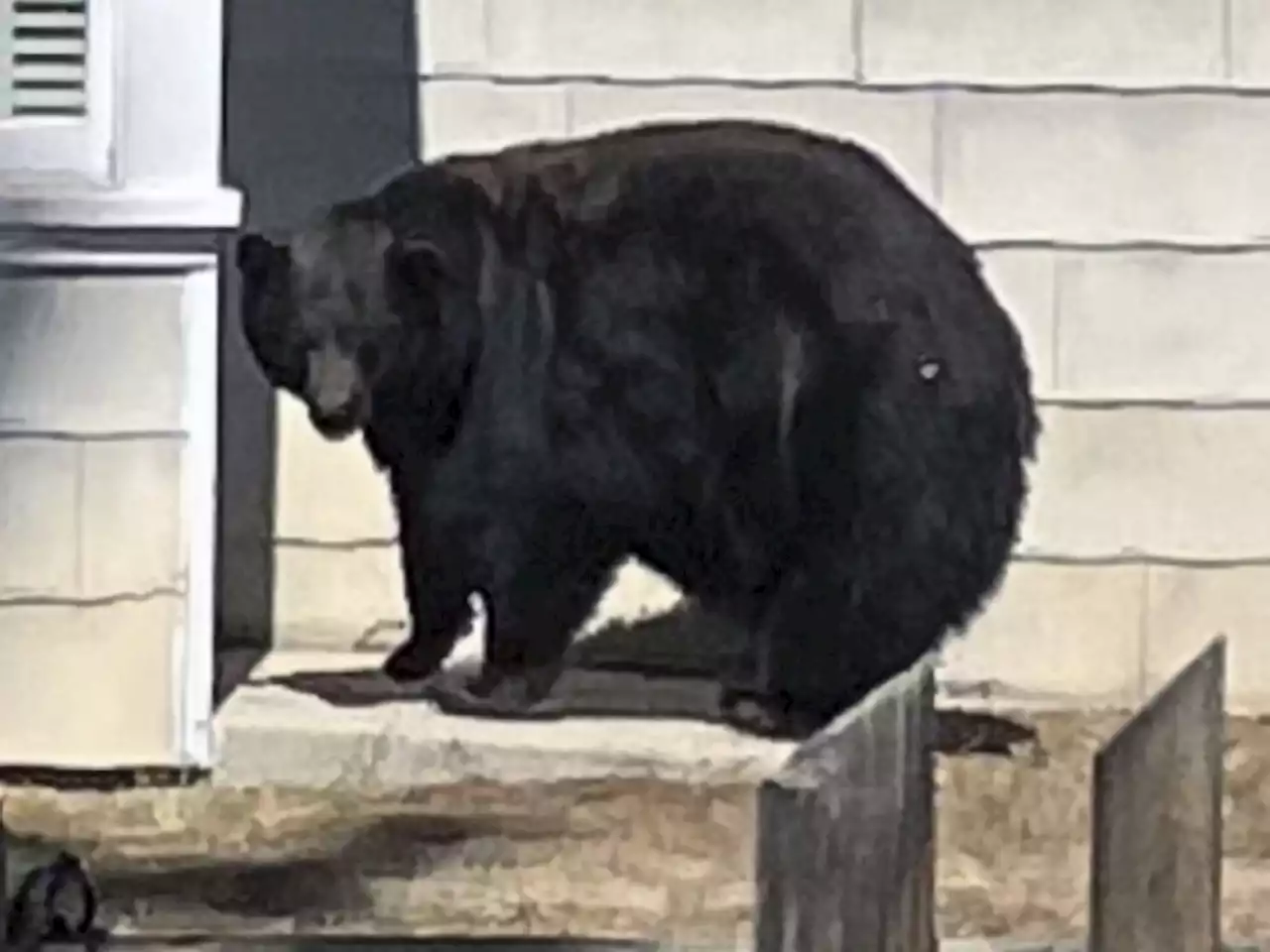 Suspects captured in break-ins at Lake Tahoe homes: mama bear and three cubs