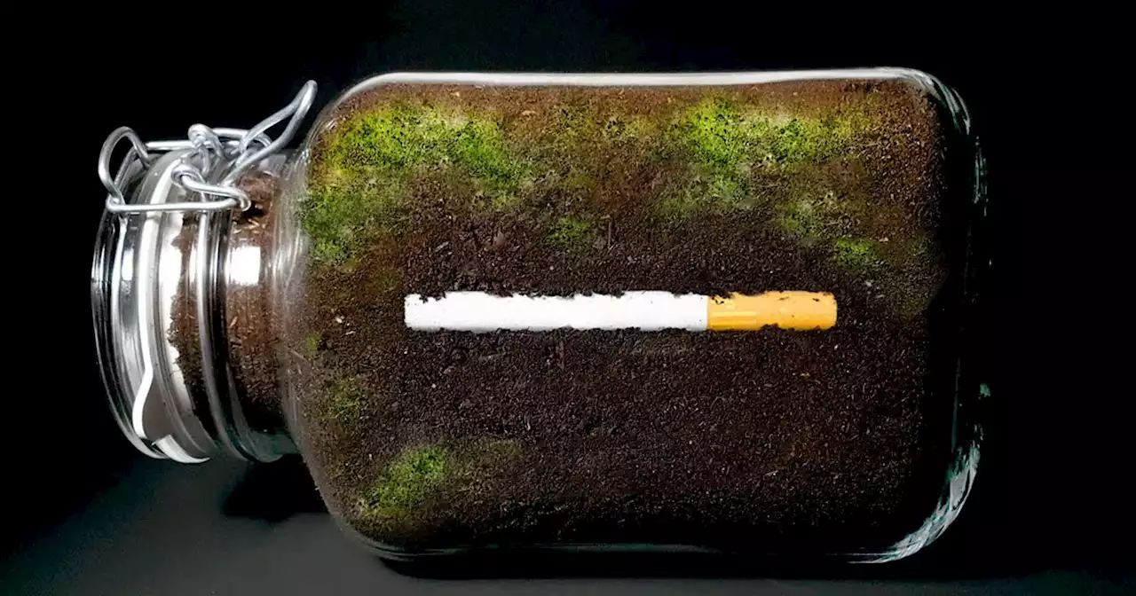 Incredible Timelapse of Cigarettes Left in Soil for an Entire Year