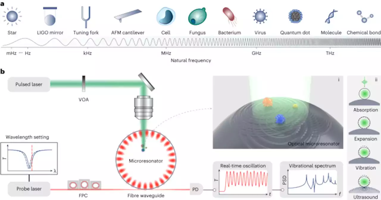 Single-particle photoacoustic vibrational spectroscopy using optical microresonators - Nature Photonics