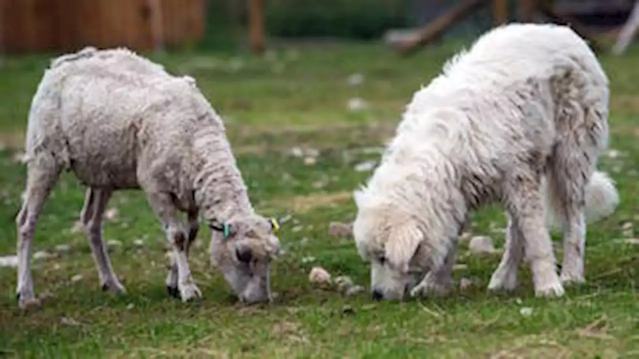 Cães são treinados, ficam amigos e protegem ovelhas dos ataques mortais de águias marinhas