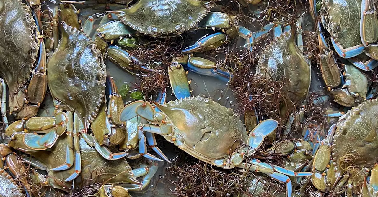 Italy earmarks 2.9 million euros to tackle blue crab invasion