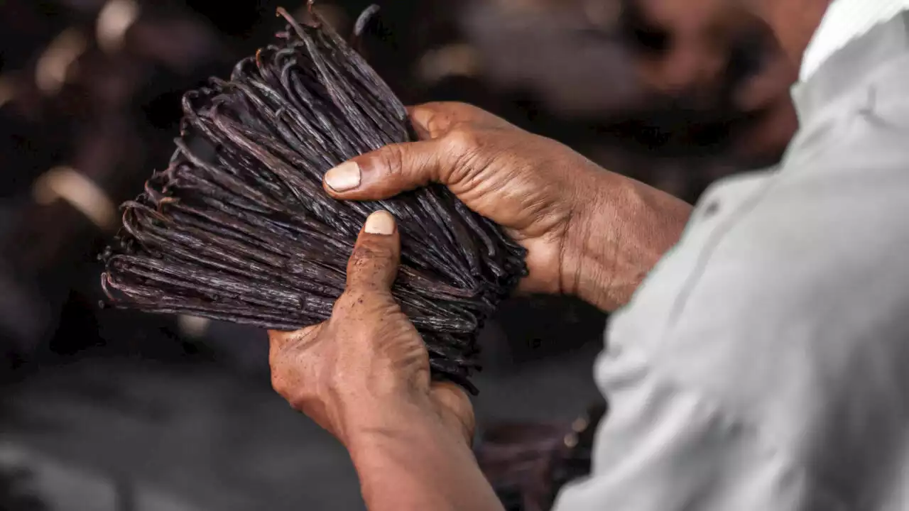 Madagascar: une nouvelle réglementation européenne sur les résidus de nicotine dans la vanille inquiète