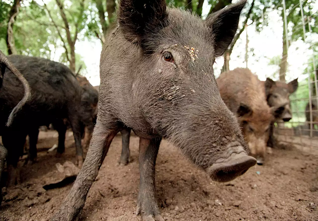 City Hires Contractor to Get Rid of Feral Hogs