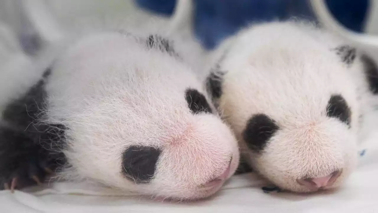 [Pick] '뒤집기도 성공!'…'쌍둥이 판다' 한 달 만에 폭풍 성장