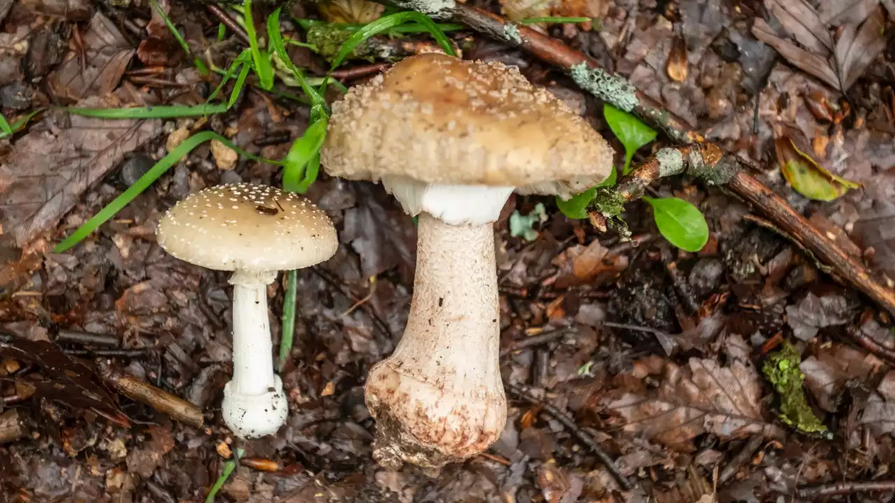 Experts sound alarm over wild mushrooms after deadly incident