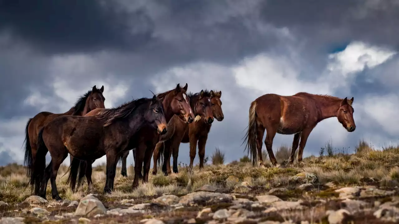 'Simply too many': NSW government considers culling brumbies