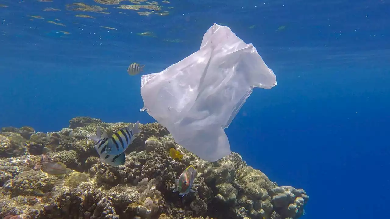 Neue Modellierung: Mehr Plastikmüll im Meer als angenommen