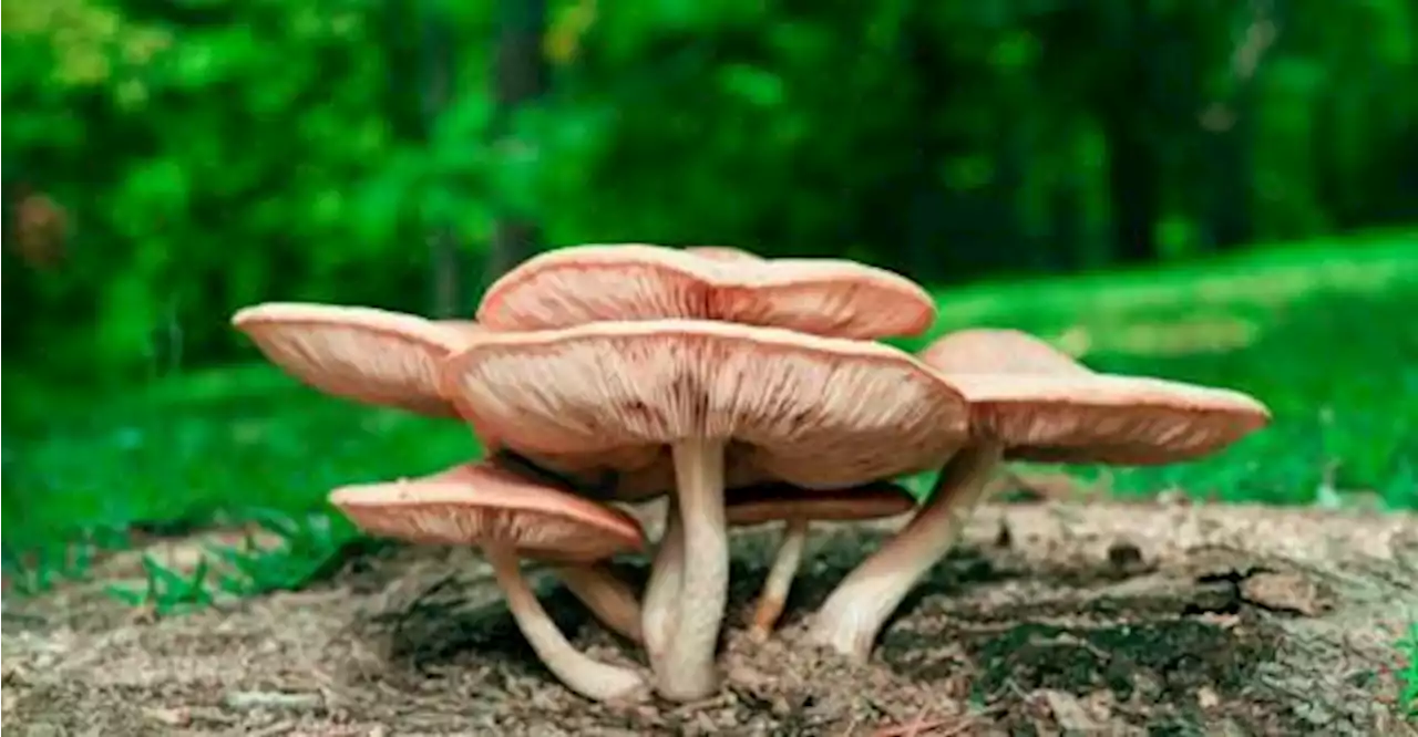 Aussie police probing mushroom meal that killed three