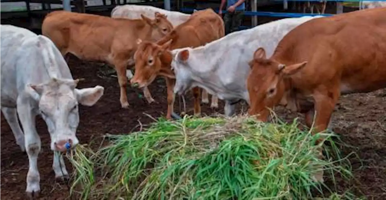 Breeders lose RM80,000 as three cows found dead, 25 reported missing