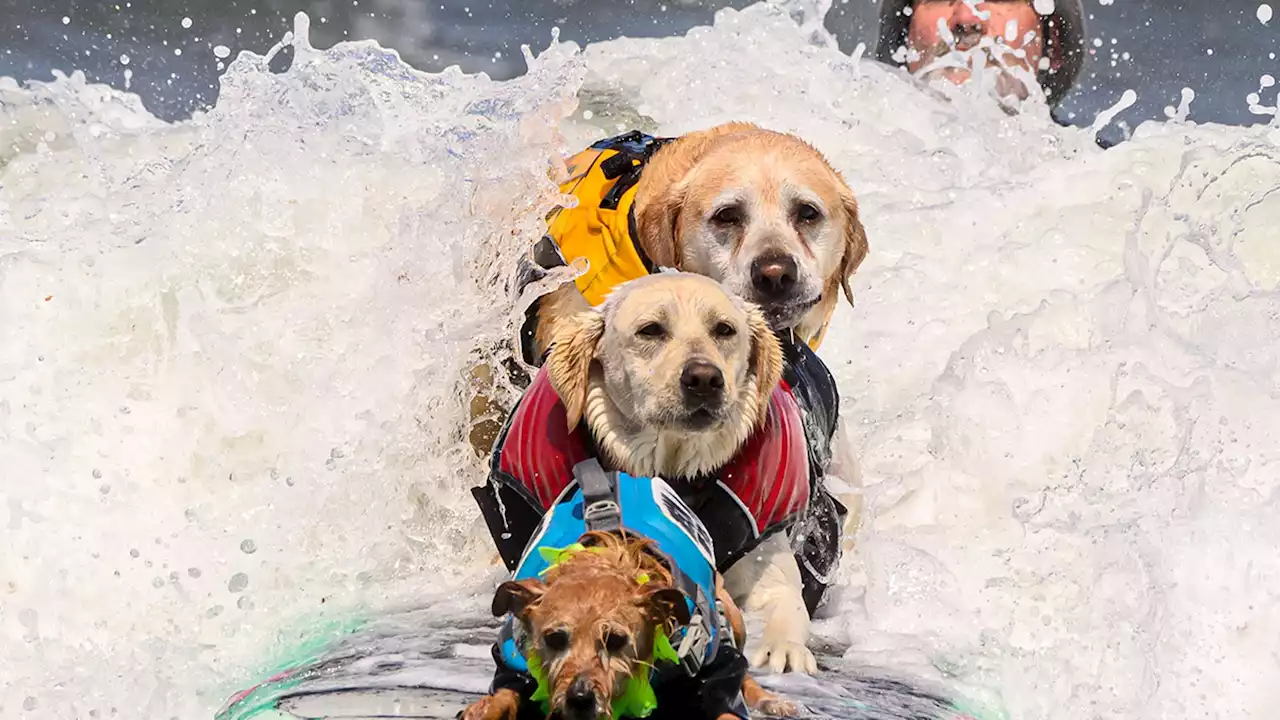 2023 World Dog Surfing Championships Sees Pooches of All Sizes Hang 10