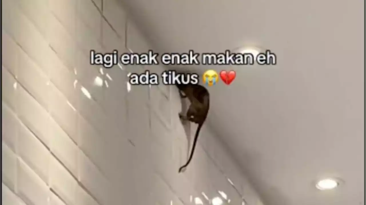 Viral Terekam Tikus Besar Nemplok di Atas Dinding Restoran, Netizen Ngakak