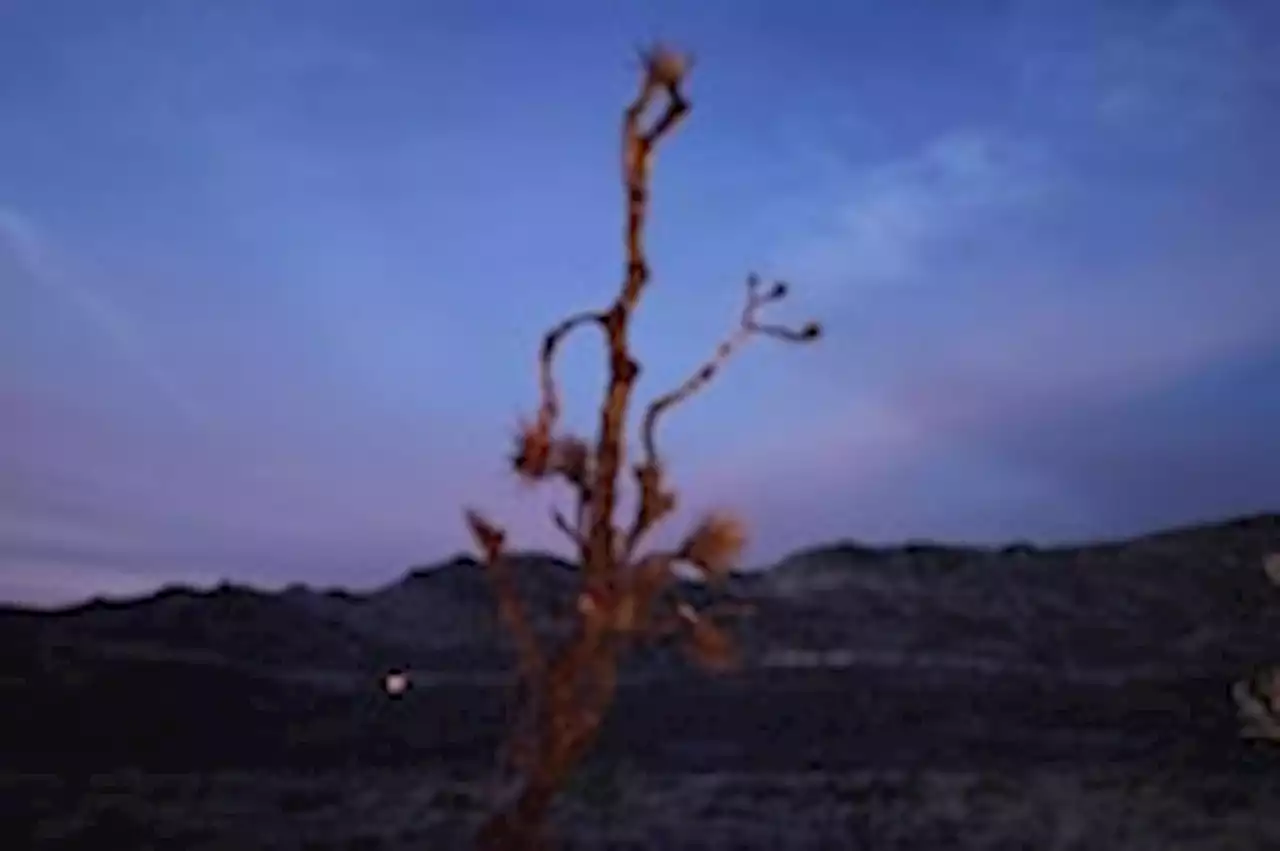 Wild, weird and iconic, California’s Joshua tree faces a new threat: fire