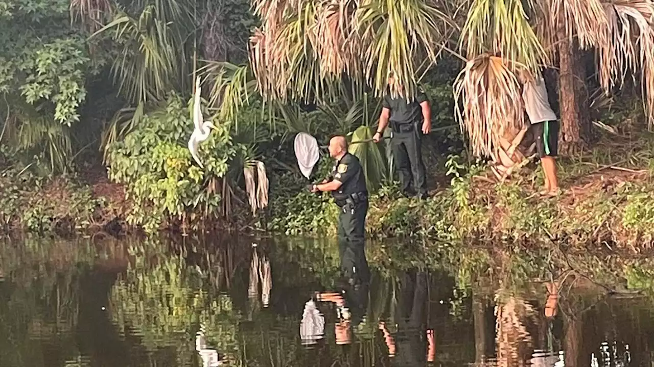 St. Johns County officers rescue egret who was trapped in a fishing line