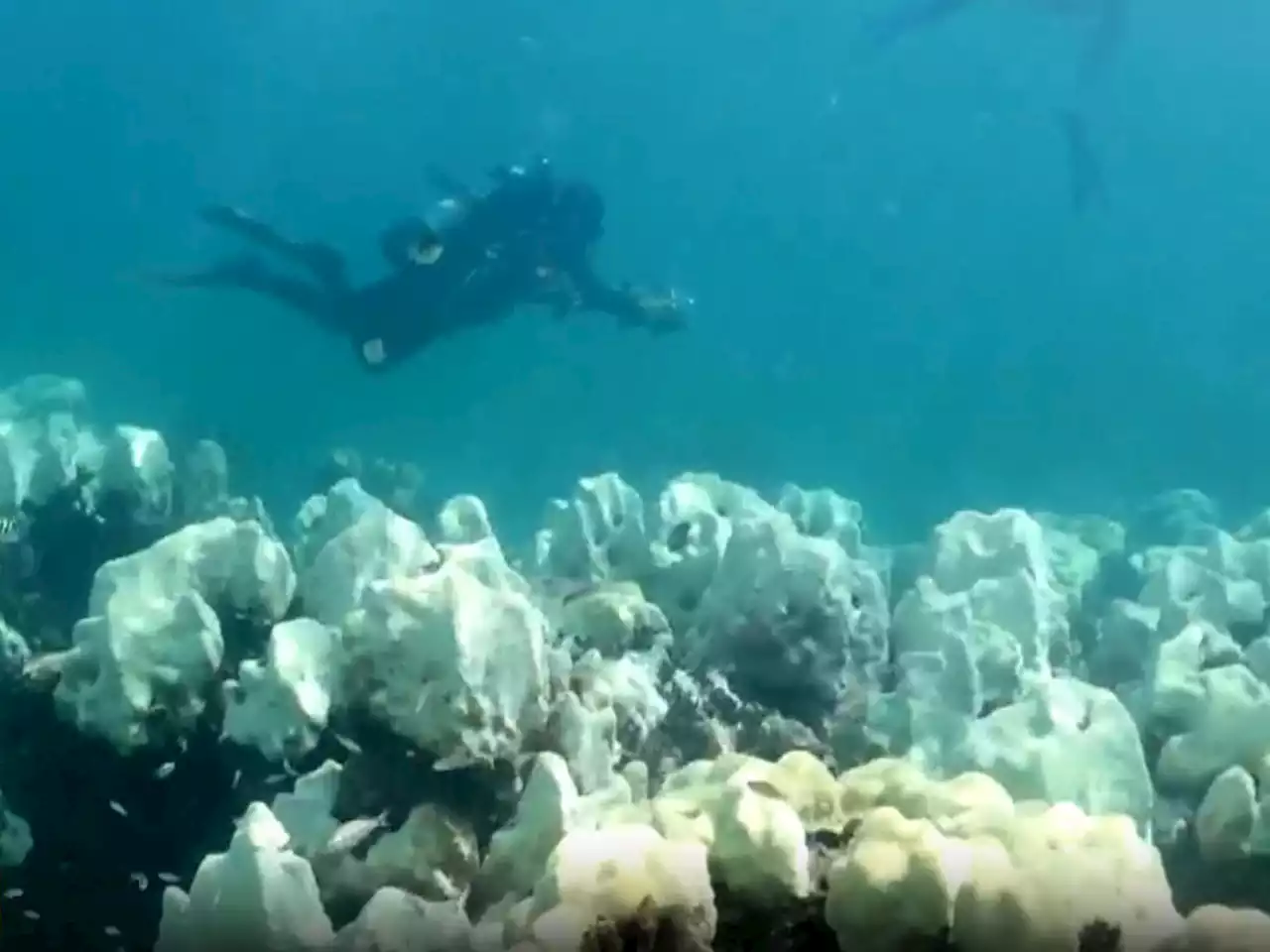 Urgent effort underway to save coral reefs off Florida Keys