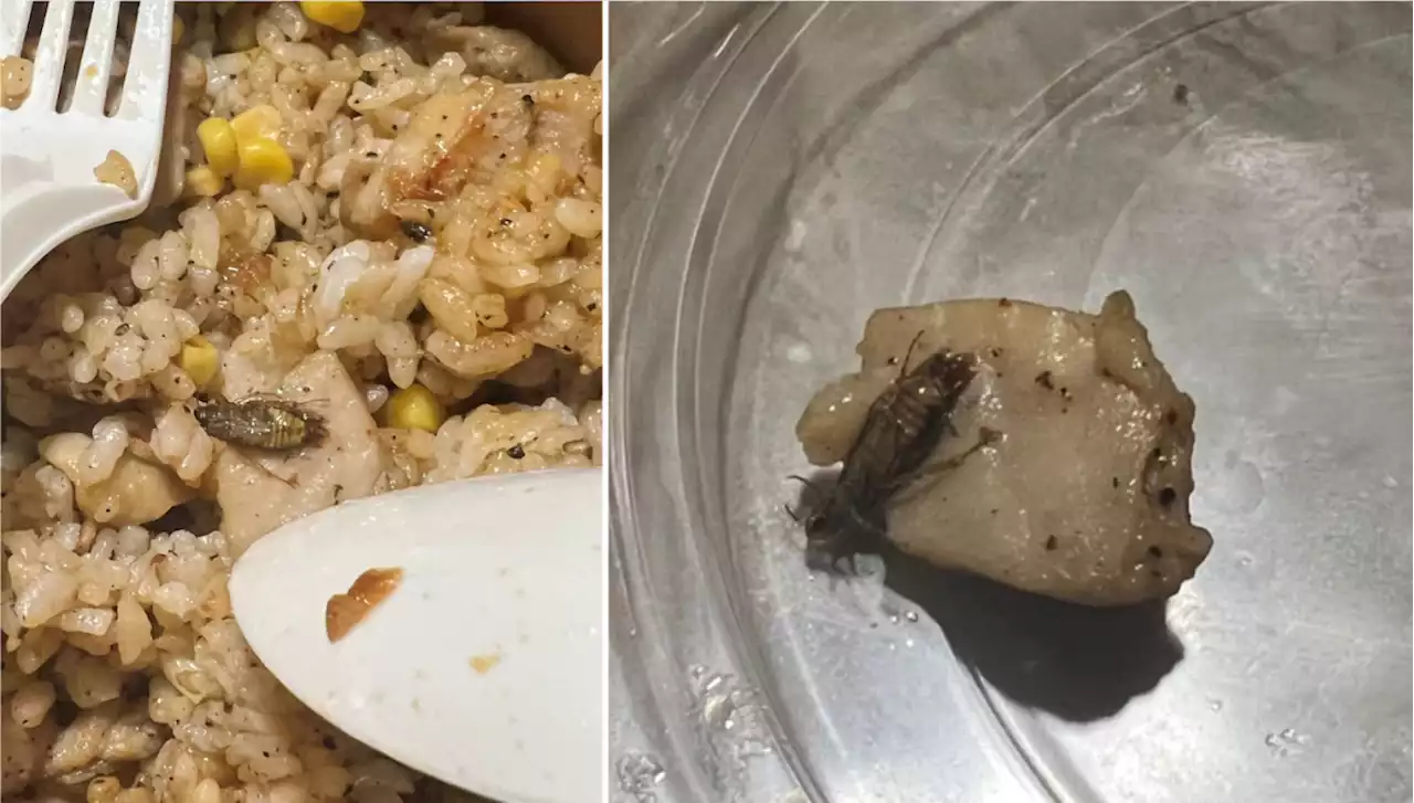 'Traumatised and nauseous': Cockroach found in Pepper Lunch food delivery order