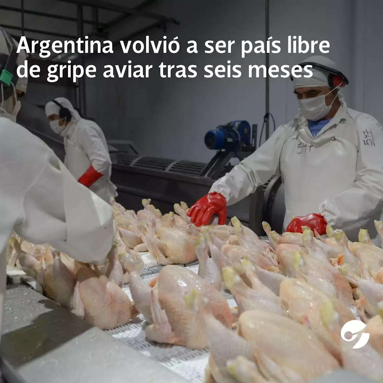 Tras seis meses, Argentina volvió a ser país libre de gripe aviar