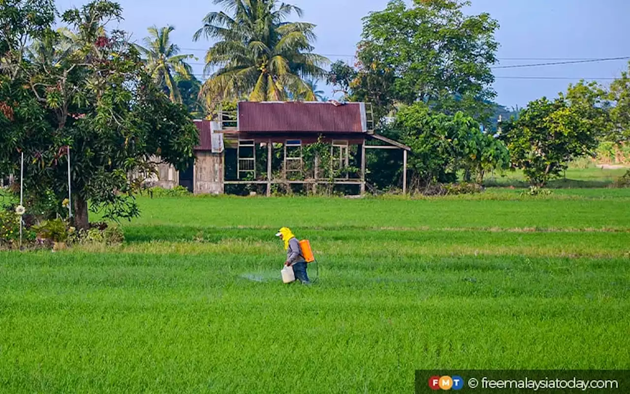 Subsidi harga padi naik RM500 setiap tan