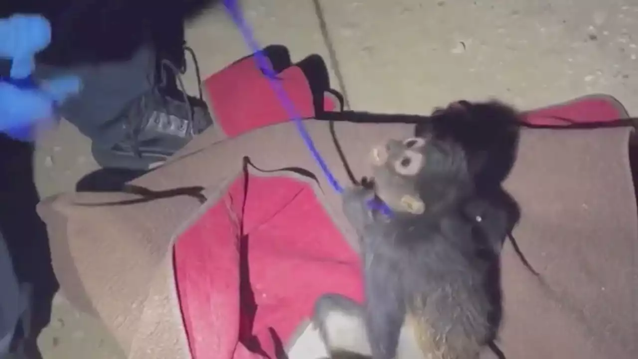 Monkey rescued from under pickup truck in Houston