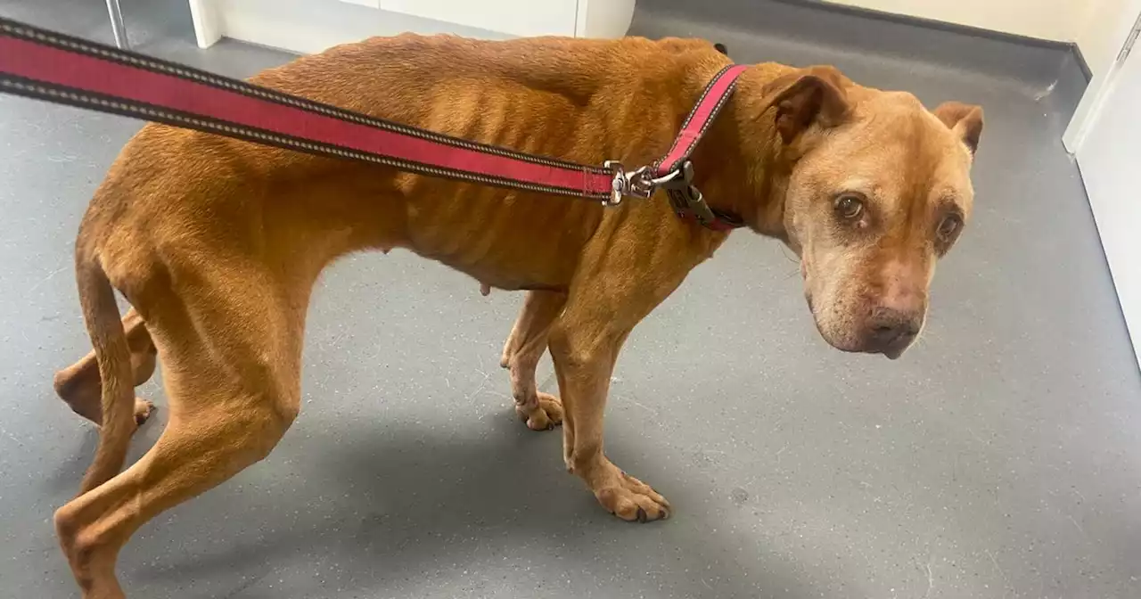 'Emaciated' dog seen on Glasgow road as man confronted by member of the public