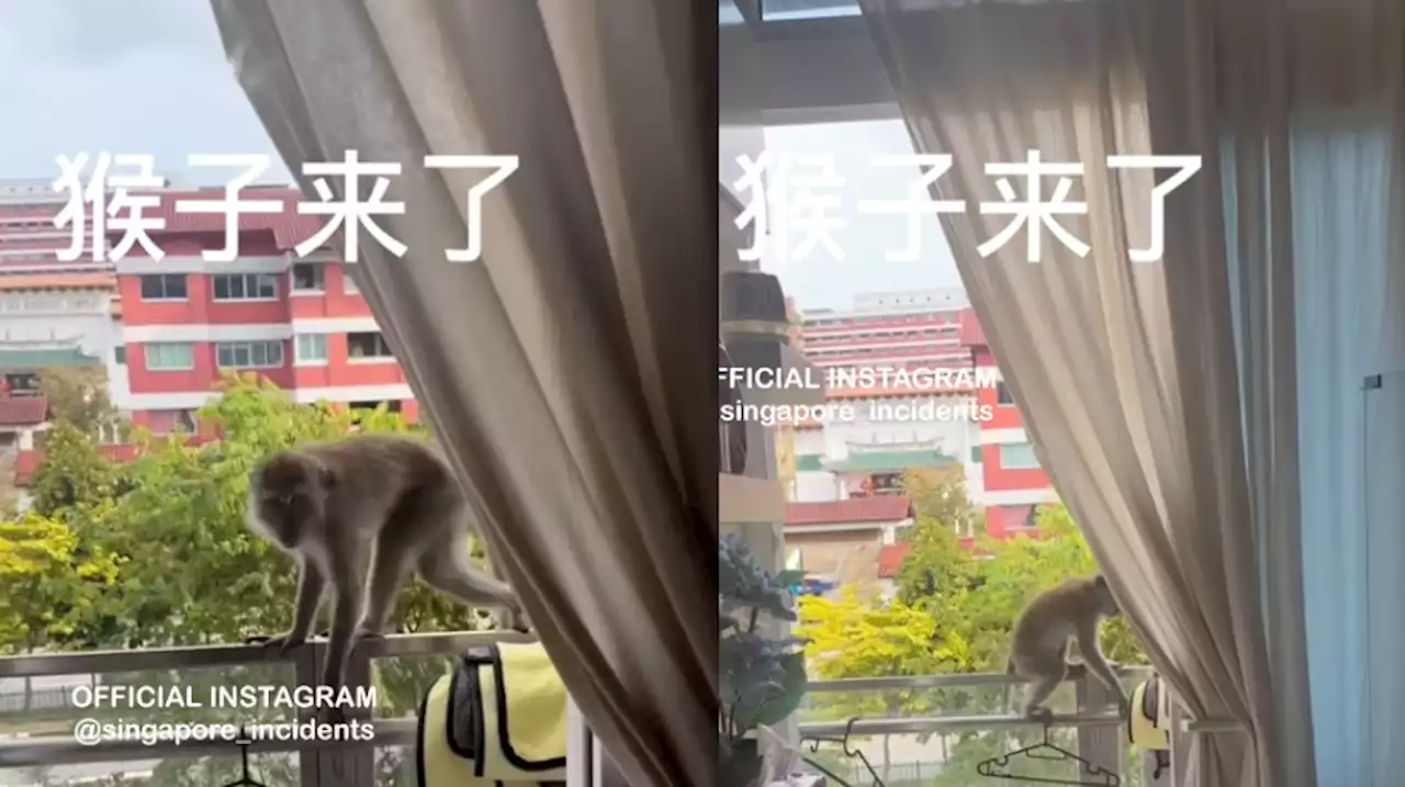 Singaporeans react to 'menacing monkey' or rather 'menacing woman' video - Singapore News