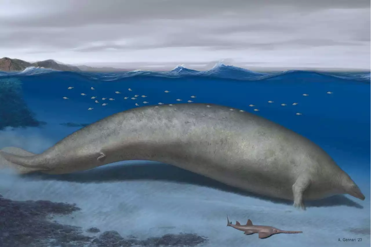 Ancient whale could be the heaviest animal ever lived