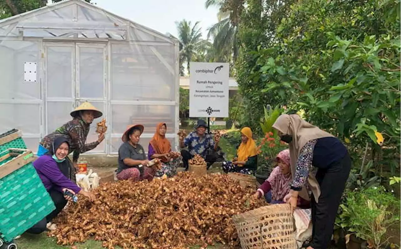 Jahe dari KWT Jumantono Karanganyar Tembus Pabrik Air Mancur, Ini Rahasianya