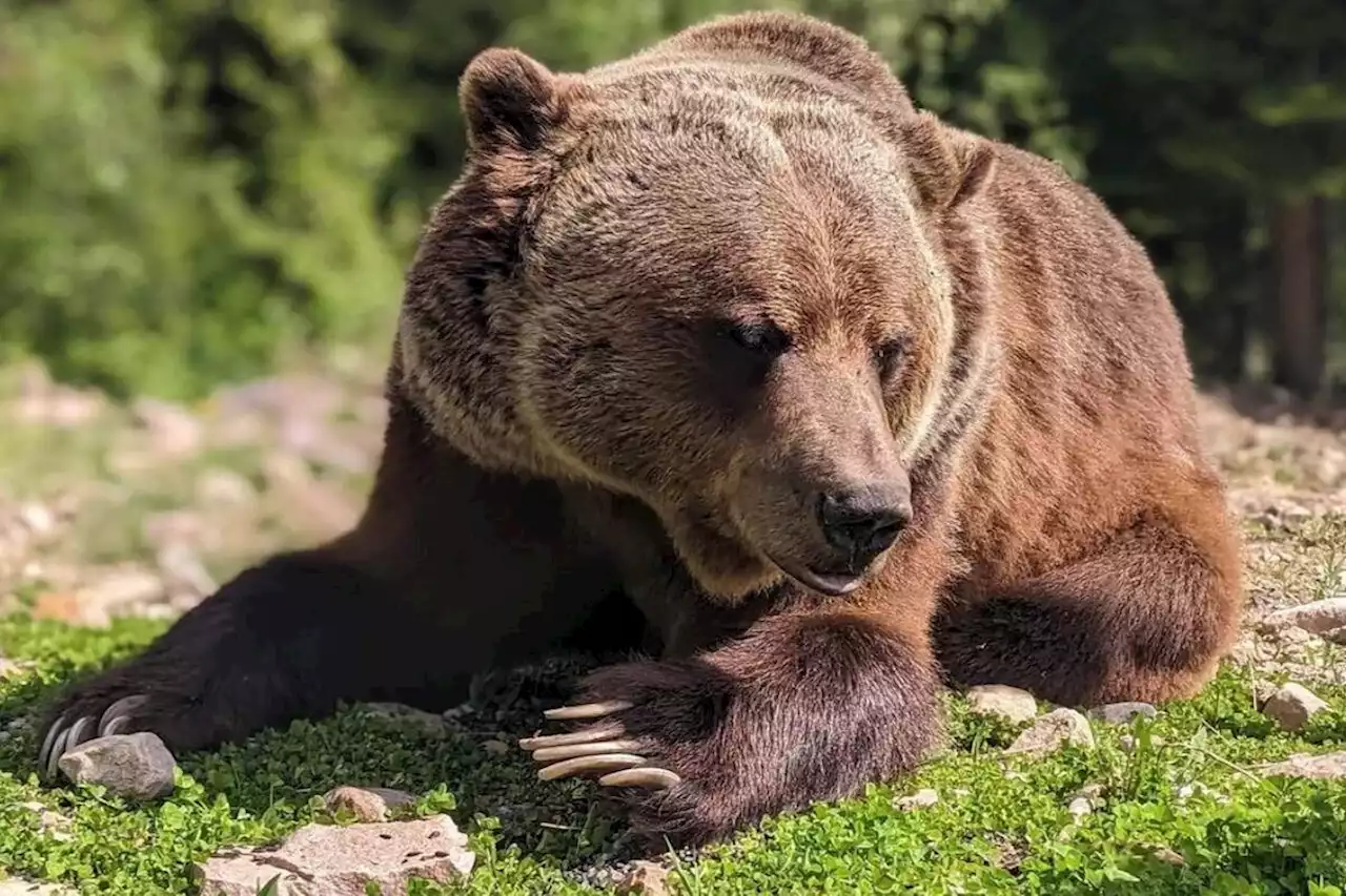 Boo the bear works smarter, not harder at Kicking Horse treasure hunt - Terrace Standard