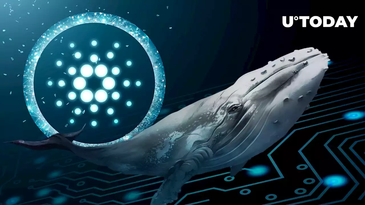 Cardano (ADA) Whales Now Hold Highest Levels of ADA: Pump Incoming?