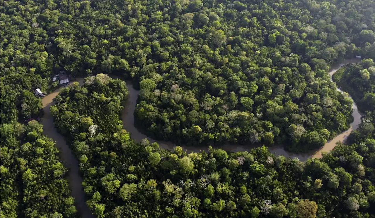 Eight Amazon rainforest countries open summit in Belem, Brazil