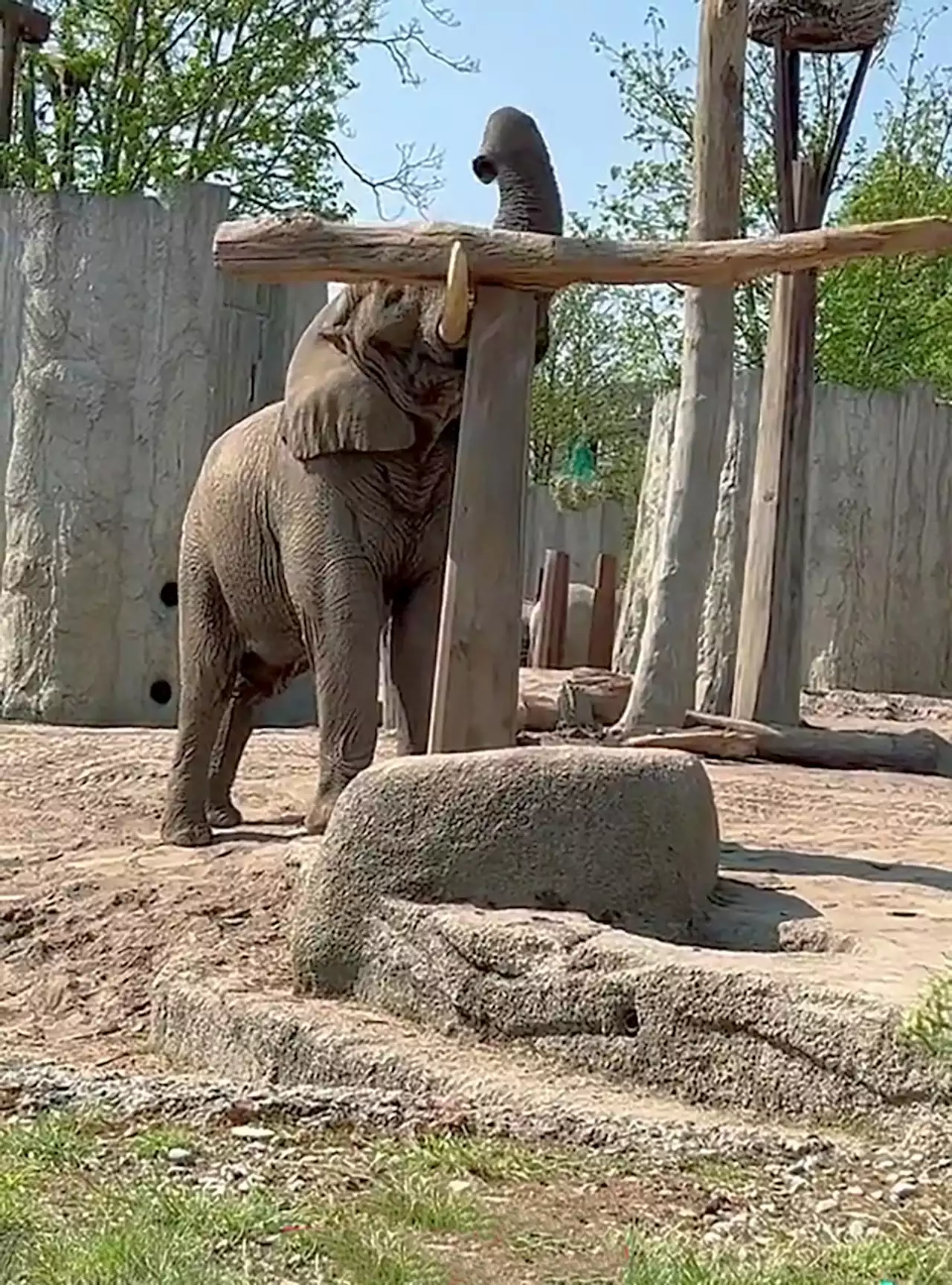 Tiktok-Star Tusker tot – Elefant im Zoo Basel eingeschläfert