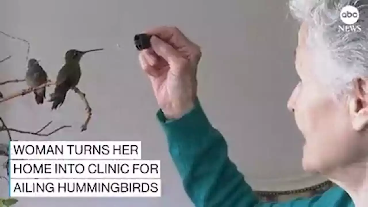 Ailing and Baby Hummingbirds Nursed to Health at Woman's Apartment-Turned-Clinic in Mexico City