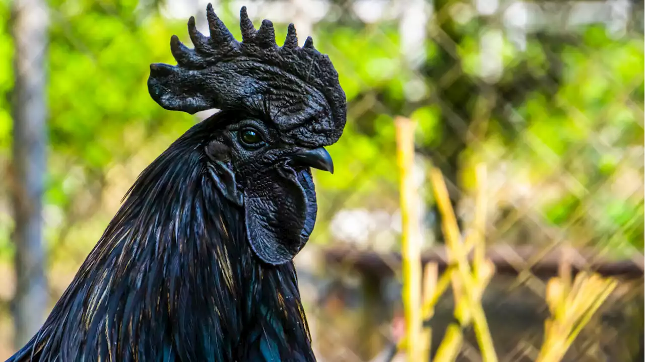 'Goth chickens' are pure black—with black bones and internal organs, too