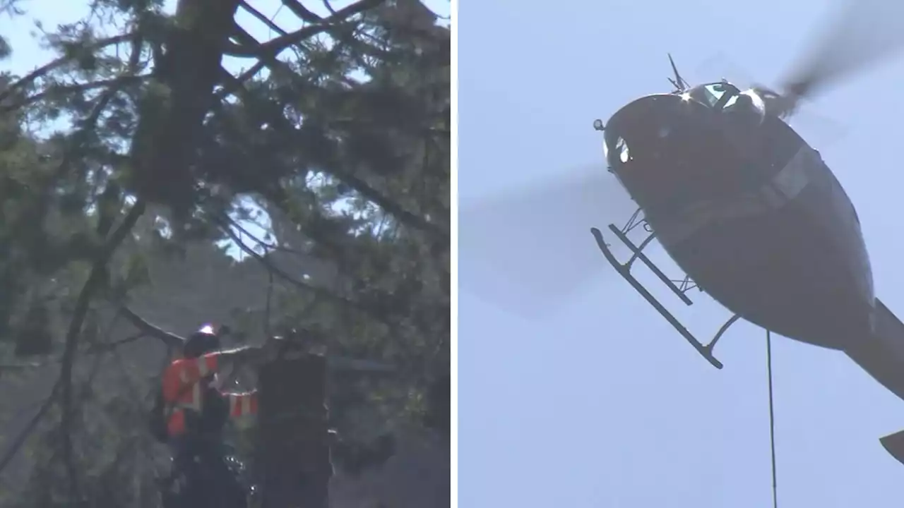 175-foot storm-damaged redwood tree at UC Berkeley removed by helicopter