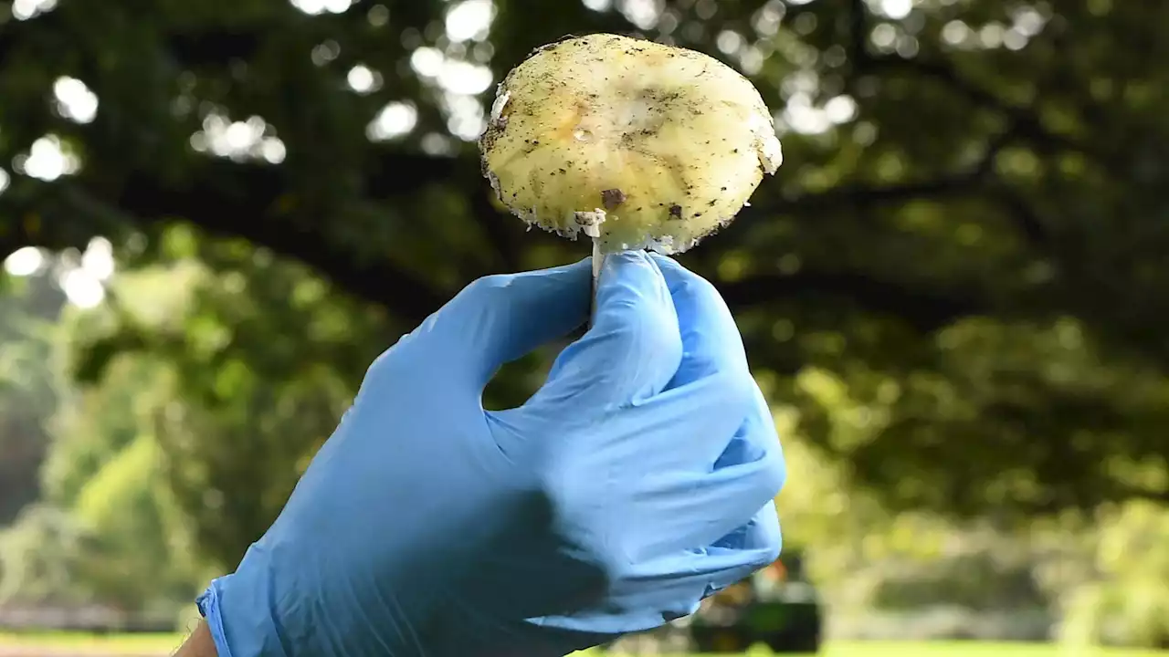 3 dead, 1 critically ill with 'death cap' mushroom poisoning symptoms after Australian family lunch