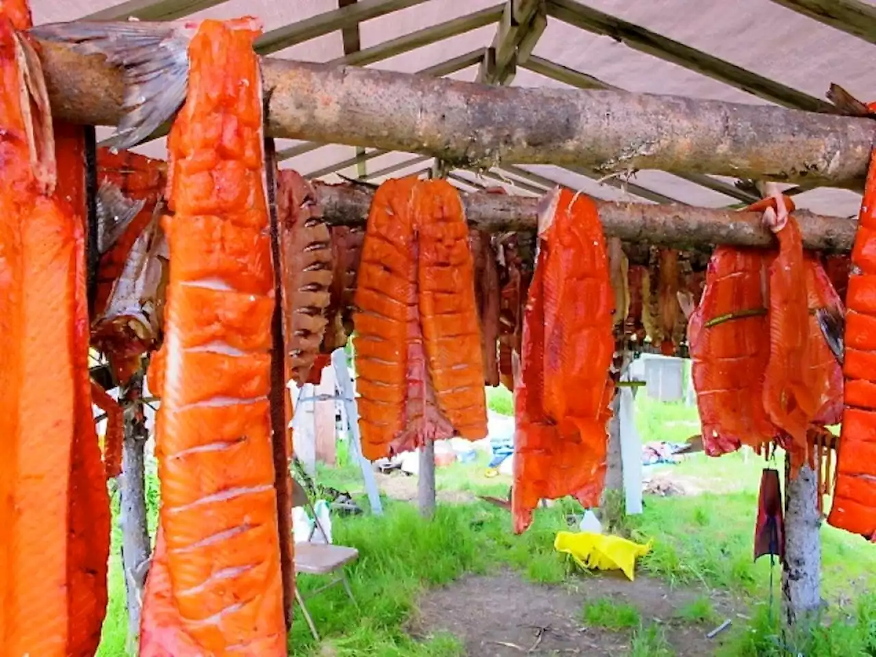 On the Yukon, Alaska and Canada are bound together by salmon – and their collapse