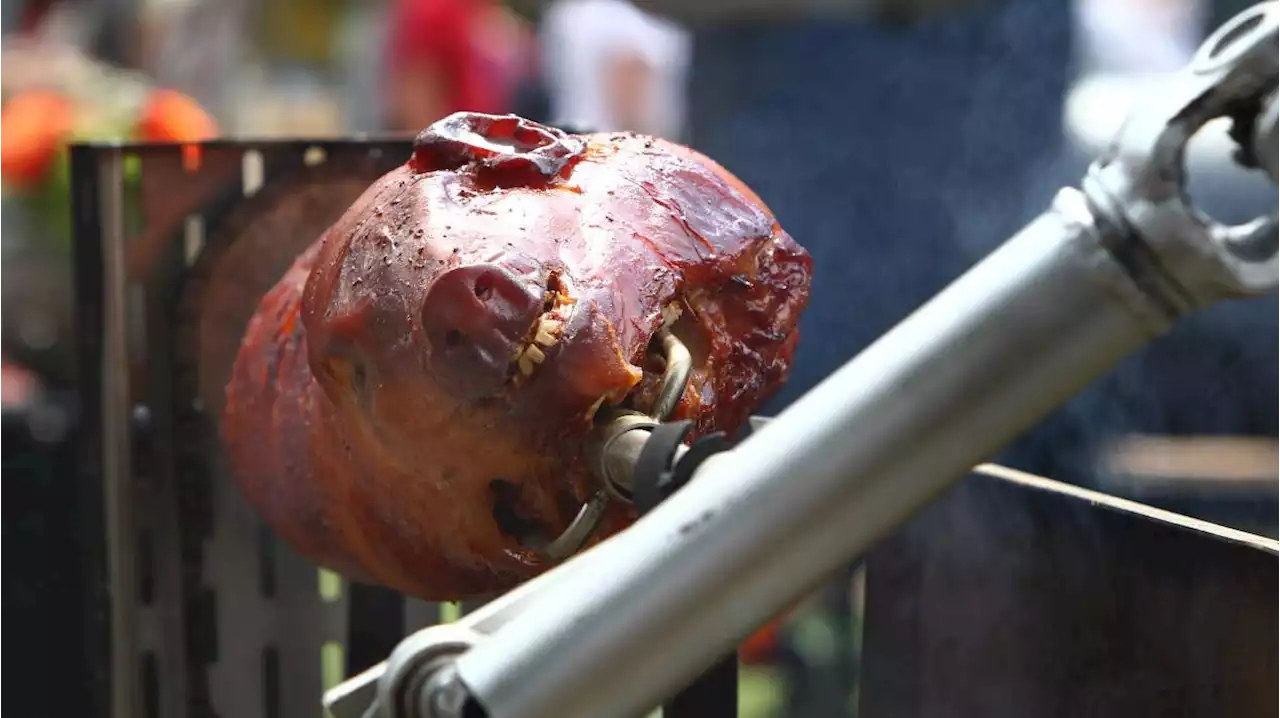 Wiesn ohne Spanferkel? Aufzuchtbetriebe können kein Fleisch liefern